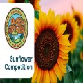 Sunflower Competition 2025